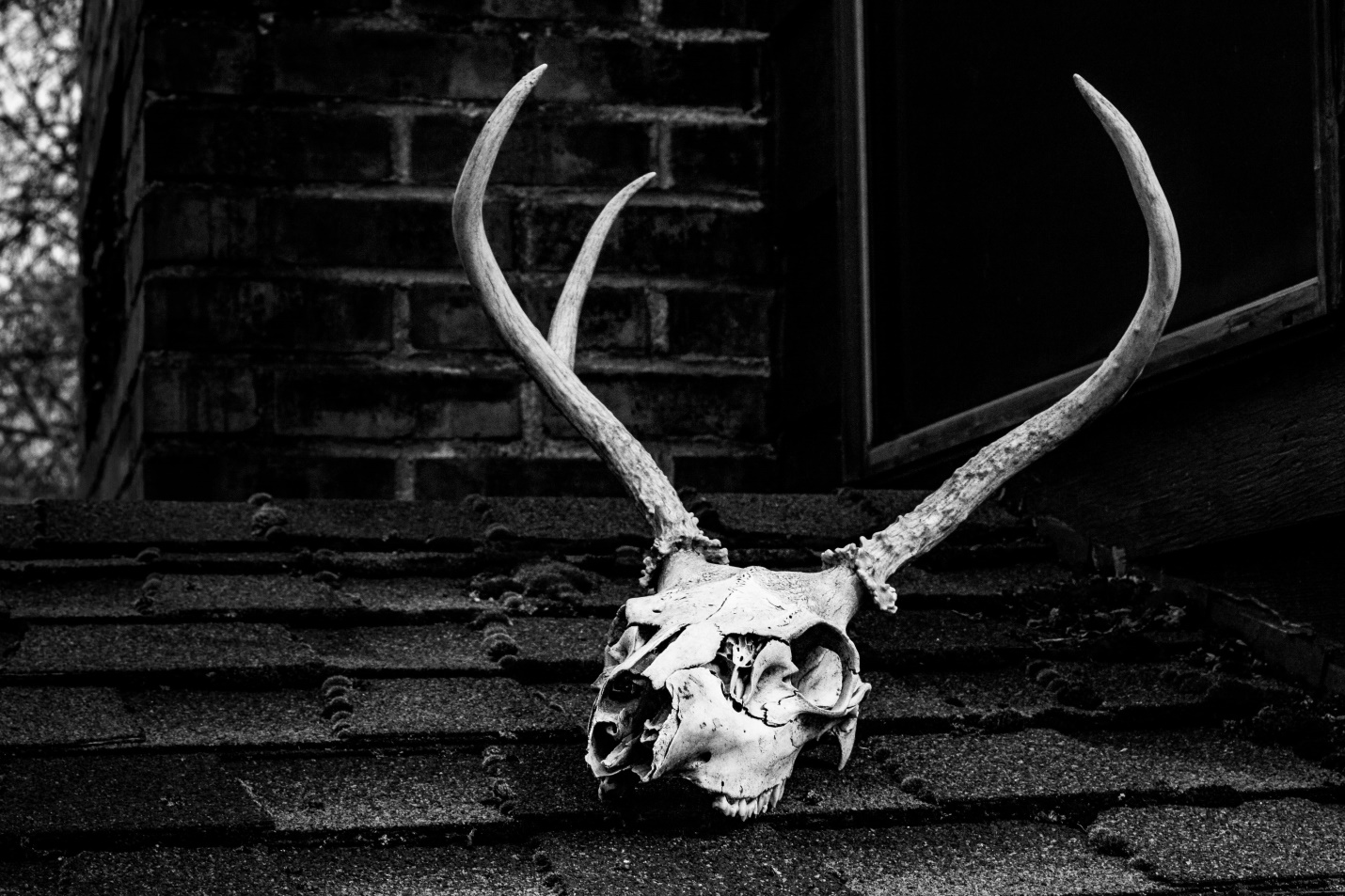 a skull of an animal on the ground