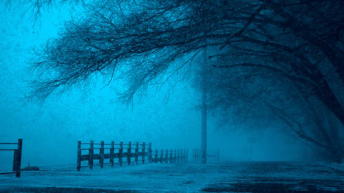 Wooden fence and trees without leaves on a smoggy night